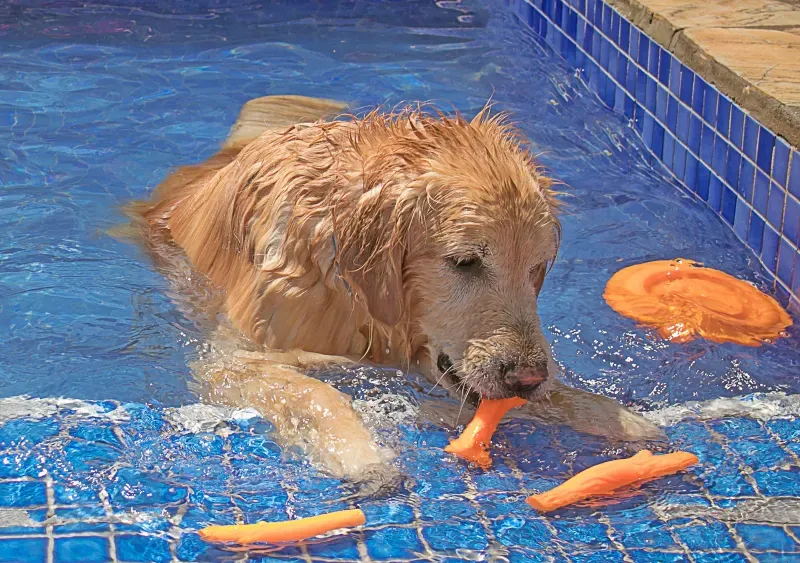 5 brincadeiras para fazer com o seu Pet na piscina